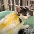 『雷に怯えていた子猫たち』を保護したら…1匹に付いていた『着色の正…