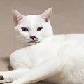 ゴルフの練習を始めようとしたら…『猫が見せた行動』に癒される人が続出「…