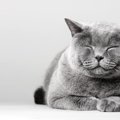 猫の『顔つき』が生活環境で変わる要因3つ　なぜ変化するの？いい表情に育…