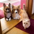 荷物が届くと集まってくる猫と犬…開封中の『まさかの光景』に爆笑する人続…