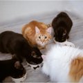 猫の多頭飼育で起こる『ご飯のトラブル』3選　改善すべき理由や対策方法も…