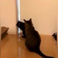 赤ちゃんの存在に気付いた３匹のネコ→部屋に入ろうとして…想像以上に…
