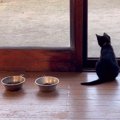 山奥で独りだったオヤジが子猫を救った結果…『心を思い出させてくれた』涙…