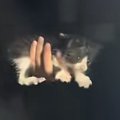 土砂降りの日に『今夜だけ』とひとりぼっちの子猫を連れて帰ったら…「仕事…