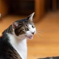 猫が飼い主に喋ってくるのはなぜ？5つの心理