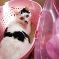 災害時、愛猫のための『備え』できていますか？