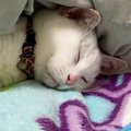 お布団に入って『スヤスヤと眠っていた猫』…可愛すぎる『寝相』に癒さ…