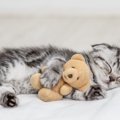 子猫の『成長を邪魔する』絶対にNGな行為5選　避けるべき理由や適切な関わ…