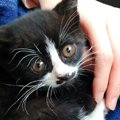 交通事故に遭ったとみられる『小さな子猫』を保護→6年後…幸せいっぱ…