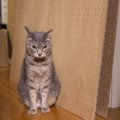 実は我慢してるかも？猫が『遠慮』しているときのサイン３つ