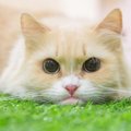 淡い色味が美しい『クリーム色の猫種』5選　この被毛の色が珍しいと言われ…