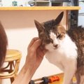 『猫マスターのおばあちゃん』が猫を撫で始めた結果…達人級の『モテっぷり…