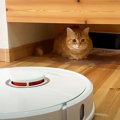 猫用に買ったお掃除ロボが『充電されない理由』を探ったら…"まさ…