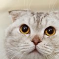 あなたは大丈夫？猫を飼う人が絶対やってはいけない「NG行為」３つ