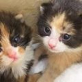 雨の中で響き渡る鳴き声…100gに満たない子猫の姉妹を保護