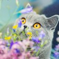 猫が誤食すると死ぬ『危険な植物』6つ