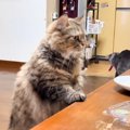 食事を狙う猫を撮っていたら、『後ろにいた猫』が突然……まさかの光景に「…