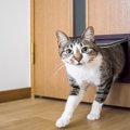 家の扉に『猫ドア』を取り付けるメリット5つ　費用の目安や気を付けた…