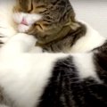 飼い主さんもびっくり！寝ぼけた猫さんがしたこととは？