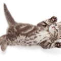 猫が床に寝転んで『くねくね』しているときの心理3つ　放置しないほうがい…