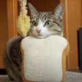 目の前におもちゃがきても動じない猫ちゃん