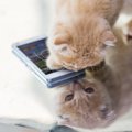 猫が飼い主の携帯やスマホを隠す3つの理由