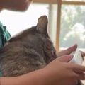 男の子の膝の上でくつろぐ猫→突然の『大きなくしゃみ』に驚いて…まさ…