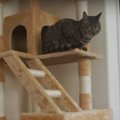 人気スポットに登って絶景を堪能する猫ちゃん♪