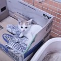 前に保護した子猫と『似ている猫』が捨てられていて…救われた光景に涙…