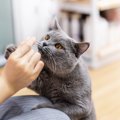 猫を『人好き』にするたった3つの方法とは…逆効果になってしまう方法…