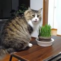 猫草と偽草、食べられるのはどっち？