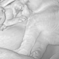 育児中の母猫の様子を見たら…思わず笑みがこぼれる光景に1万いいね「…