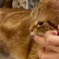 猫に水を飲んでほしい飼い主がとった作戦とは…あまりにも可愛い展開が…