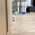 子猫と『だるまさんがころんだ』→飼い主さんが壁から顔を出すと…悶絶…