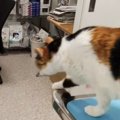 病院が嫌いな猫→『診察が終わった』次の瞬間……思わず笑う『まさかの光景』…
