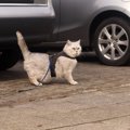 猫の『お散歩』が危険な理由3つ　起こりうるトラブルや外に出たがると…
