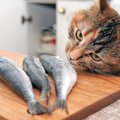 魚好きの猫は注意したい『イエローファット』とは？原因や症状、予防…