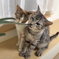 『家庭菜園荒らしたの誰？』猫たちを問い詰めた結果…可愛すぎる『お仕…