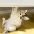 ベッドの下で遊ぶ子猫→テンションが上がりすぎて、お尻が…目が釘付けにな…