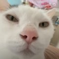 『甘えん坊モード』全開の猫を甘やかした結果…『幸せすぎる』光景に「…