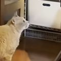 息子のことが大好きな猫→抱っこは全力で拒否するも…『ツンデレすぎる…