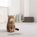 猫が『嬉しょん』するときの原因と4つの対策