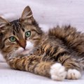 猫に即バレする飼い主の『隠しごと』4つ｜証拠を見つけるための優れた…