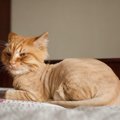 猫の『猛暑対策』でやってはいけない4つの間違った行動　猫を危険な目…