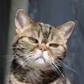猫が頻繁に『頭を振る』ときの原因3つ　異常サインの可能性も？取るべき対…