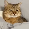 ベッドでまくらを使って寝ていた猫…まるで人間のように『使いこなして…