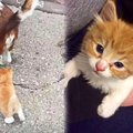 散歩中の犬に小さな追っ手が…温かいお家で美猫へ成長♡