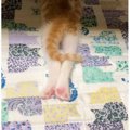 足をピーンと伸ばして寝る子猫→成長した結果…可愛すぎる『ビフォーア…