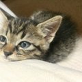 『子猫から成猫へ』注目すべき3つの変化　合わせてお世話も変化させた…