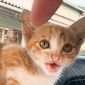 真夏の日、漁港にひとりぼっちでいた『可愛すぎる子猫』を保護して２…